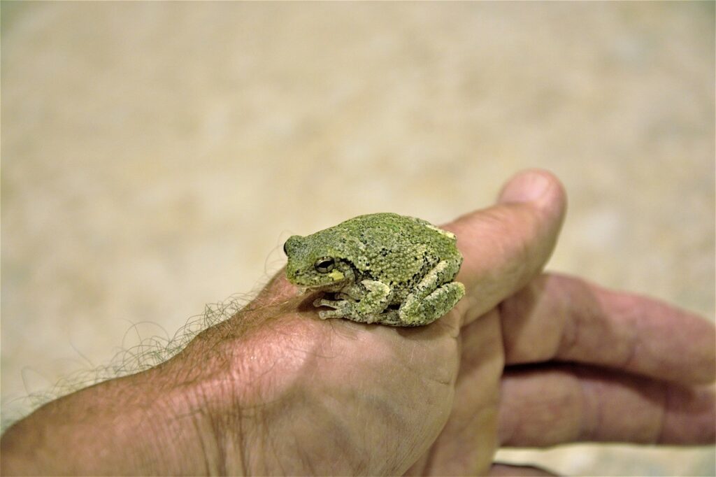 warts frog on hand