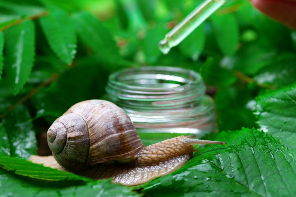 snail beauty products dermatology